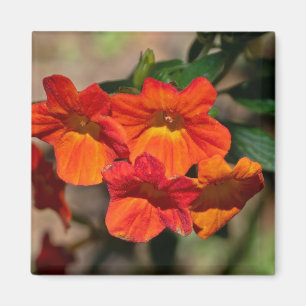 Imán Streptosolen jamesonii Fuego Bush Flor Magnet