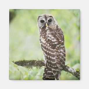 Imán Sub-adulto que deja recientemente la jerarquía