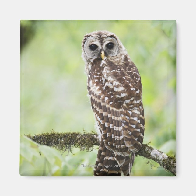 Imán Sub-adulto que recientemente dejó el nido (Frente)