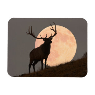 Imán Subida de los alces majestuosos de Bull y de la