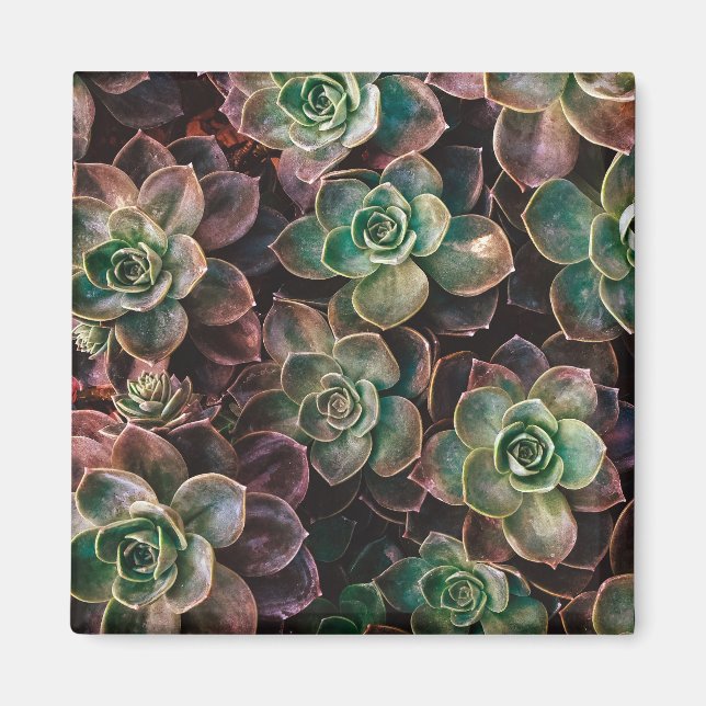 Imán Succulent (Frente)
