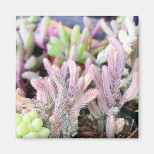 Imán Succulent abigarrado rosado de la cadena de reloj