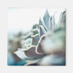 Imán Succulent de Echeveria