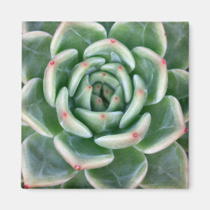 Imán Succulent inclinado rojo verde