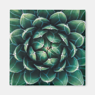 Imán Succulent verde y blanco