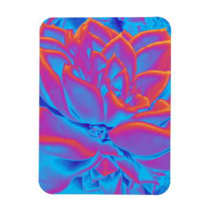 Imán Suculento misterio