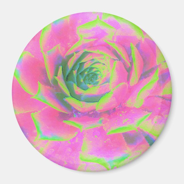 Imán Suculento rosette de sedum verde limón y rosa (Frente)