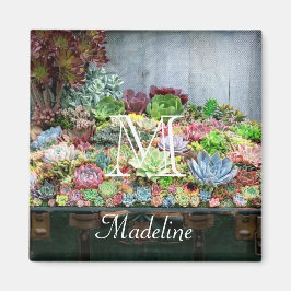 Imán Suculentos en el tesoro de Chest