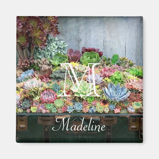 Imán Suculentos en el tesoro de Chest (Frente)