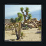 Imán Suculentos, rocas y cielo despejado del desierto d<br><div class="desc">Una maravillosa vista de California suculentos y rocas en el desierto con cielos azules claros,  perfecto para una excursión.</div>