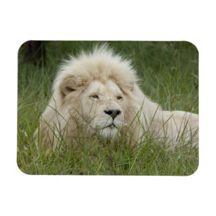 Imán Sudáfrica, Este de Londres, Inkwenkwezi Private