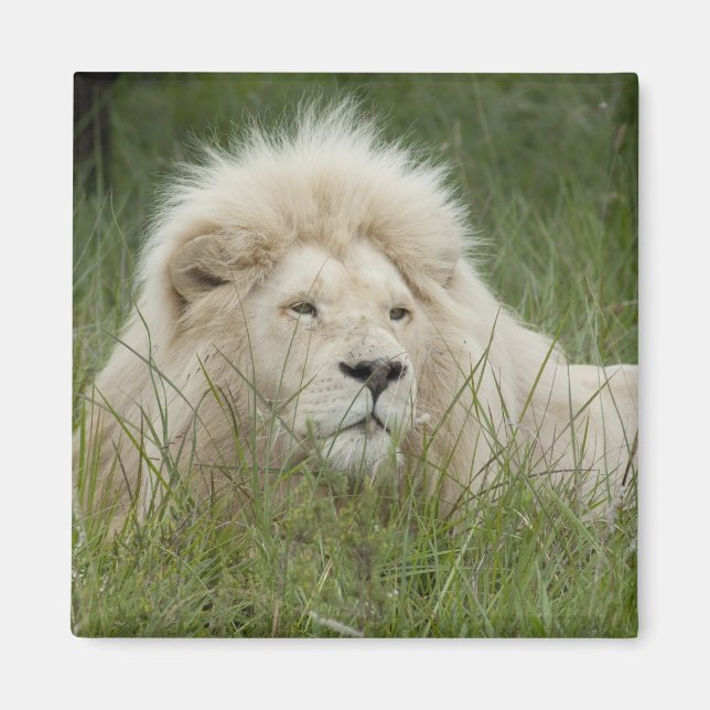 Imán Sudáfrica, Este de Londres, Inkwenkwezi Private (Frente)