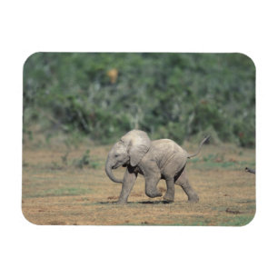 Imán Sudáfrica, Parque Nacional Addo Elephant. Bebé