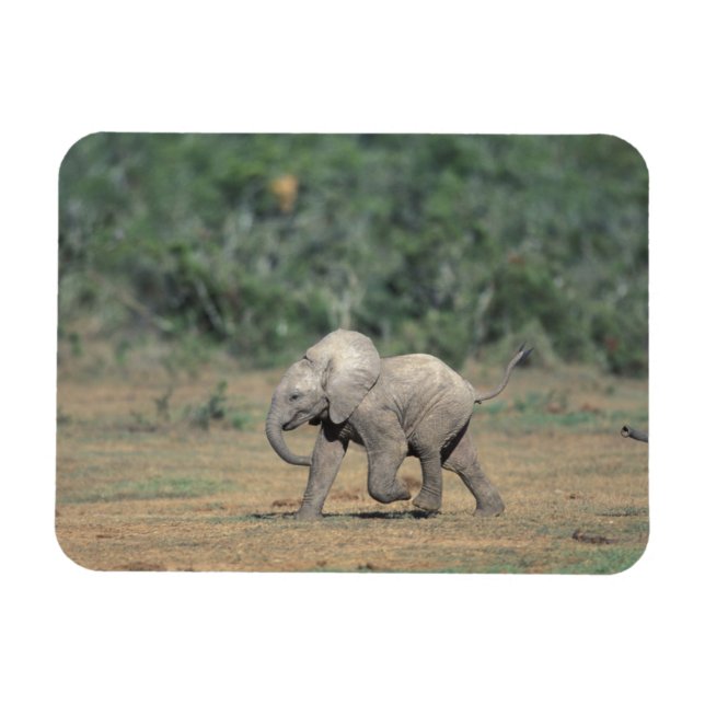 Imán Sudáfrica, Parque Nacional Addo Elephant. Bebé (Horizontal)