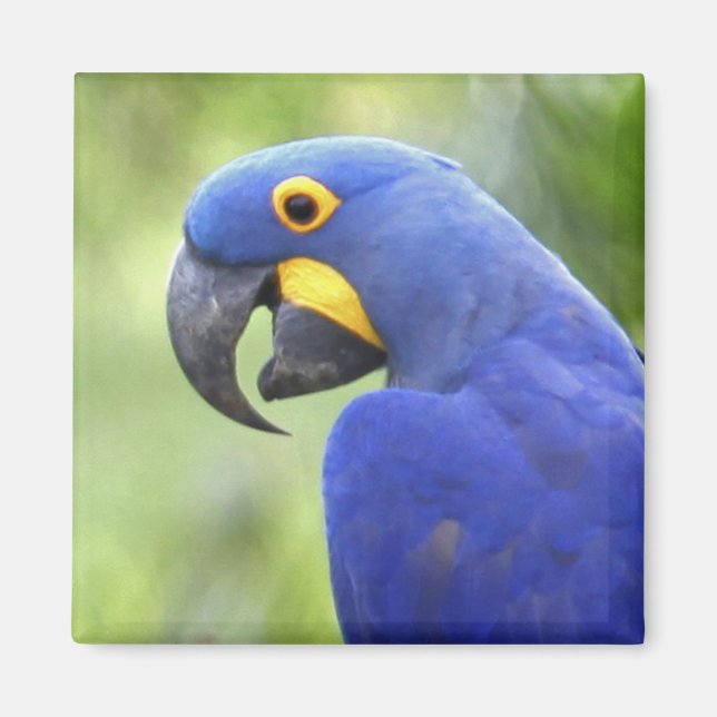 Imán Sudamérica, Brasil, Pantanal (Frente)