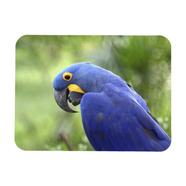 Imán Sudamérica, Brasil, Pantanal (Horizontal)