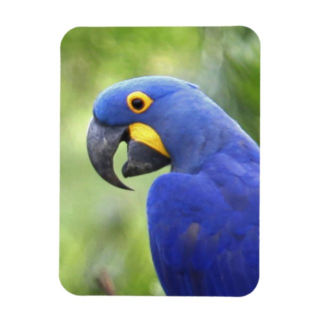 Imán Sudamérica, Brasil, Pantanal (Vertical)