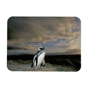 Imán Sudamérica, Chile, Patagonia, Magallanes,