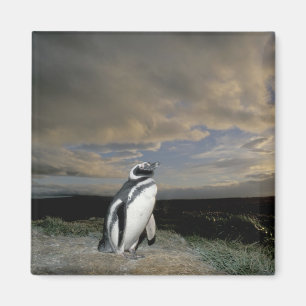 Imán Sudamérica, Chile, Patagonia, Magallanes,