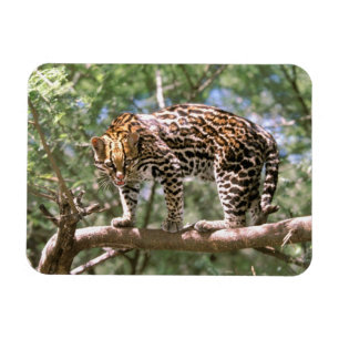 Imán Sudamérica, Ecuador, Amazonas. Ocelote