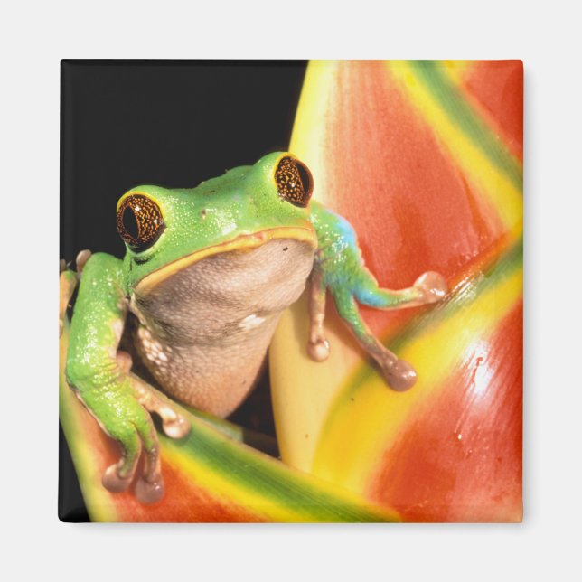 Imán Sudamérica, Ecuador, Amazonas. Rana arborícola (Frente)