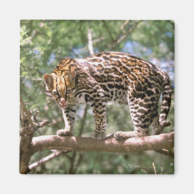 Imán Sudamérica, Ecuador, Amazonia. Ocelote (Frente)