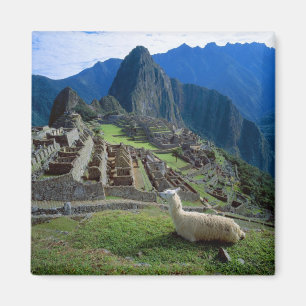 Imán Sudamérica, Perú. Una llama descansa en una colina