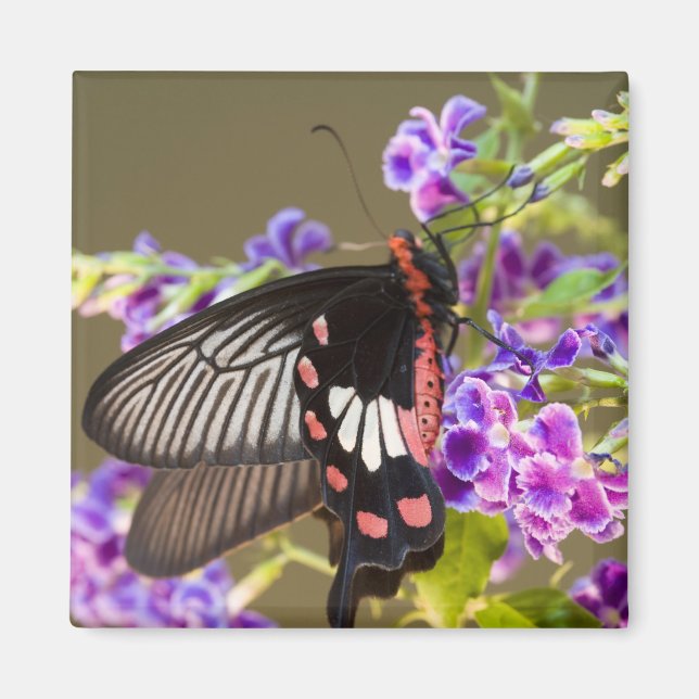 Imán Sudeste Asiático, Tailandia, Doi Inthanon, Papilio (Frente)