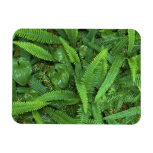 Imán Suelo forestal, bosque lluvioso Quinault, policía