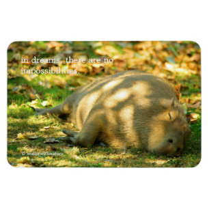 Imán Sueños lindos de un Capybara en el verano Sun