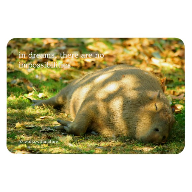 Imán Sueños lindos de un Capybara en el verano Sun (Horizontal)