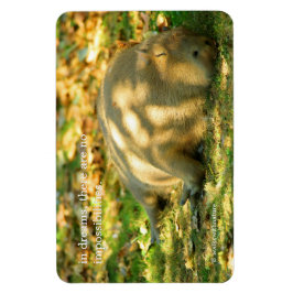 Imán Sueños lindos de un Capybara en el verano Sun