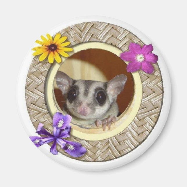 Imán Sugar Glider (Frente)