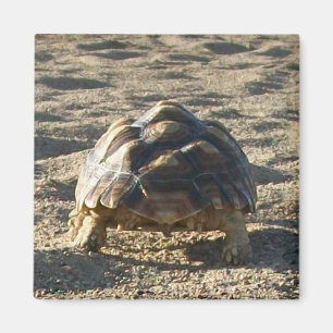 Imán Sulcata, la tortuga provocada por África, caminand