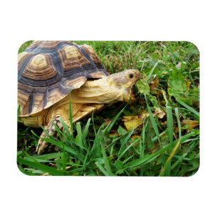 Imán Sulcata Tortoise Mouth Open Taking Bite of Grass