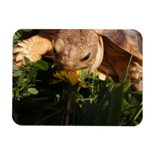 Imán Sulcata Tortoise muerde dandelion en hierba