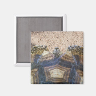 Imán Sulcata Tortoise y Sand