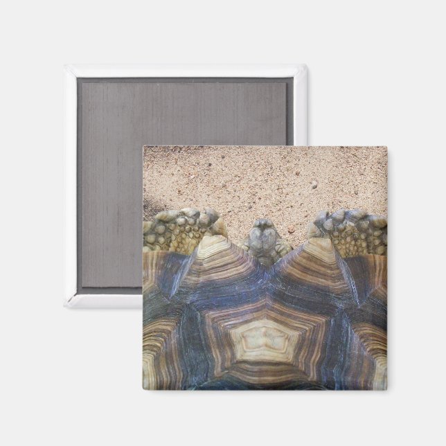 Imán Sulcata Tortoise y Sand (Anverso/Reverso)