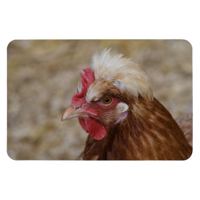 Imán Sultaler Hen (Horizontal)