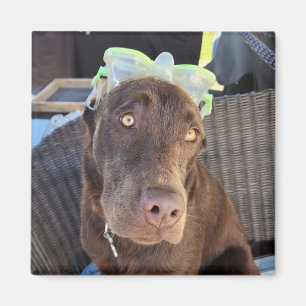 Imán Summer Fun Lab Puppy