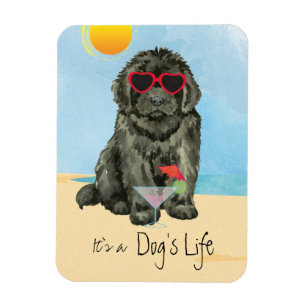 imán Summer Newfoundland