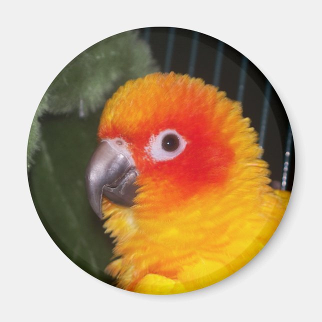 Imán Sun Conure (Frente)