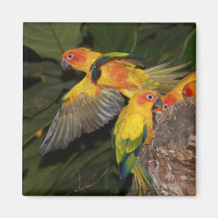 Imán Sun Conures