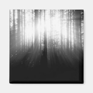 Imán Sun que brilla a través de árboles en el bosque