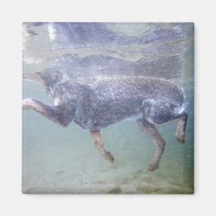 Imán Sun Valley, Idaho, los E.E.U.U.