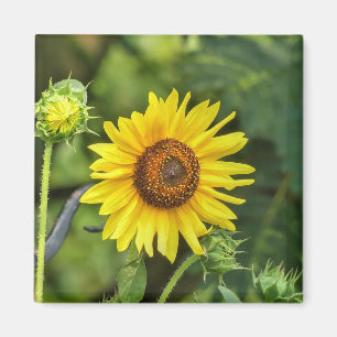 Imán Sunflower