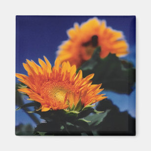Imán Sunflower