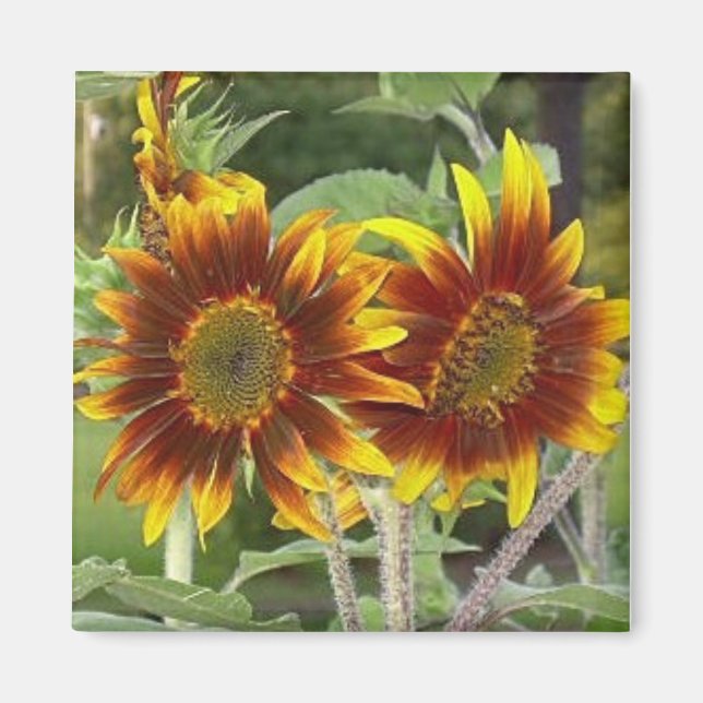 Imán Sunflower Duo Magnet (Frente)