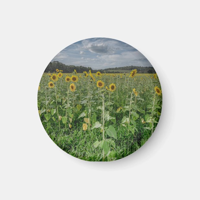 Imán "Sunflower Field" Magnet (Frente)