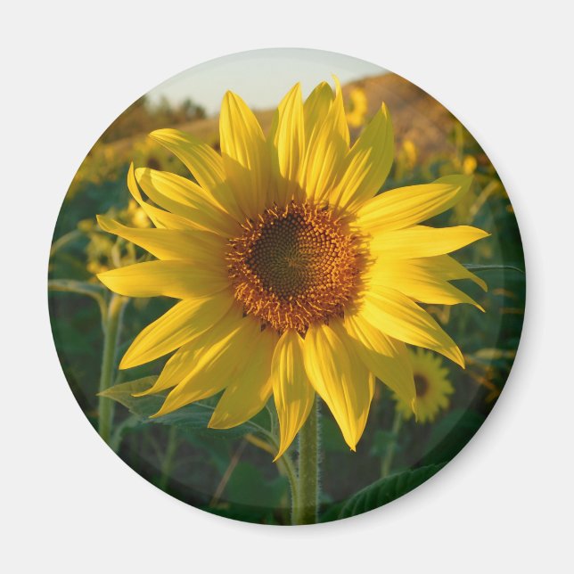 Imán Sunflower Magnet (Frente)